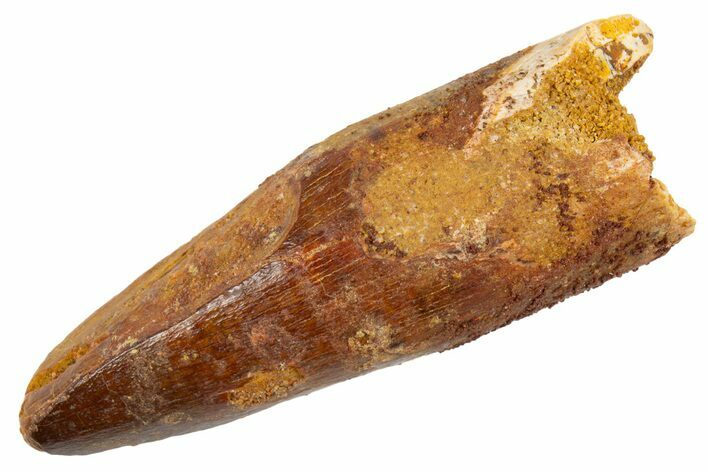 Fossil Spinosaurus Tooth - Real Dinosaur Tooth #305792